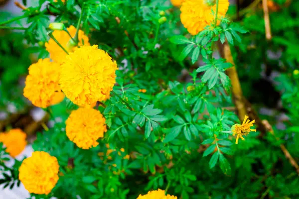 Bahçedeki güzel sarı zinnia çiçekleri. zinnia çiçek bahçesi.