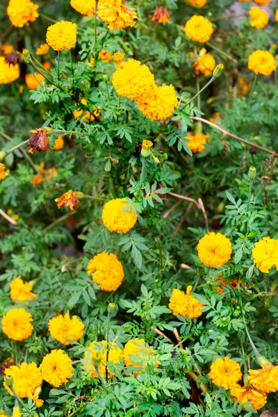 Fleurs Zinnia Jaune Fond Fleurs Zinnia Jaune Avec Des Feuilles — Photo