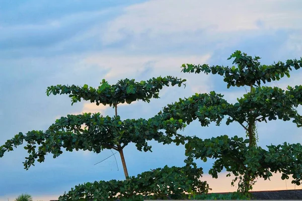 Árvore Natal Gêmea Com Fundo Azul Céu Cheia Nuvens Brancas — Fotografia de Stock