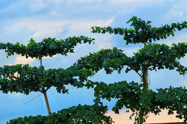 Uma Árvore Que Assemelha Uma Árvore Natal Com Fundo Azul — Fotografia de Stock