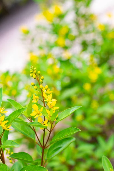 Sevgililer Günü için fotokopi alanı ve düğünler için tebrik kartları ve arka planlar için. Kanola çiçeği. Doğal yaprak bulanıklığı olan sarı çiçek.