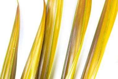 İzole edilmiş beyaz bir arka planda genç bir palmiye yaprağı deseni. Sevgililer Günü ve düğünler için kopya alanı, tebrik kartları, tasarım ve arkaplan için çevre günü.