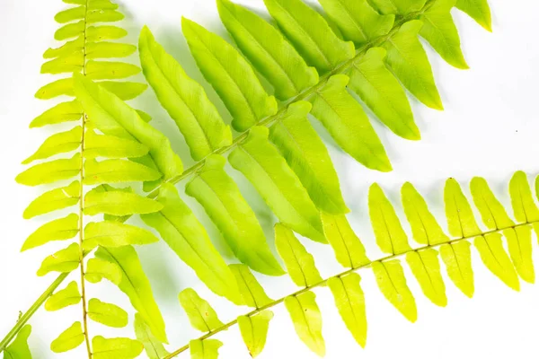 Vahşi eğreltiotu yaprakları izole edilmiş beyaz arka planda yeşildirler. Sevgililer Günü ve düğünler için kopya alanı, tebrik kartları, tasarım ve arkaplan için çevre günü. 