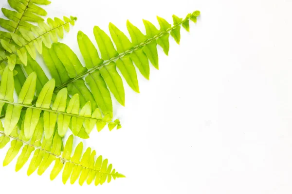 Yeşil eğreltiotu yaprakları izole edilmiş beyaz arka planda sol çerçevede yer alır. Sevgililer Günü ve düğünler için kopya alanı, tebrik kartları, tasarım ve arkaplan için çevre günü. 