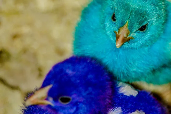 Due Ragazze Blu Insieme Solito Questo Bambino Viene Venduto Fronte — Foto Stock