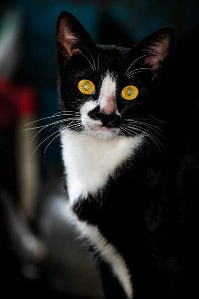黒と白の猫 獲物を探す炎のような眼のポーズ 隔離された黒い背景の猫は — ストック写真