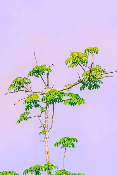 幼叶出现在干枯的树干上 孤立的蓝色背景 复制与环境有关的空间和需求 — 图库照片