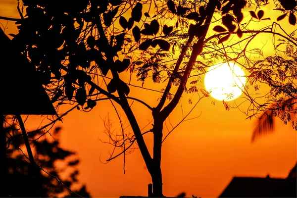 Silhueta Árvores Folhas Pôr Sol Crepúsculo Laranja — Fotografia de Stock