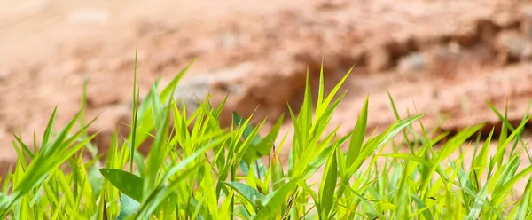 Groen Omzoomd Gras Met Wazige Achtergrond Kopieerruimte Milieugerelateerde Behoeften — Stockfoto