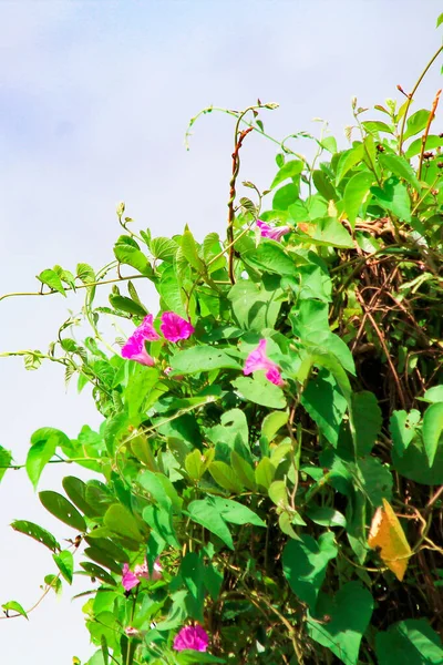 白い背景に緑の葉と紫色の花を持つ寄生性の野生植物 バレンタインデーと結婚式 グリーティングカードと背景のための環境の日のためのスペースをコピー — ストック写真