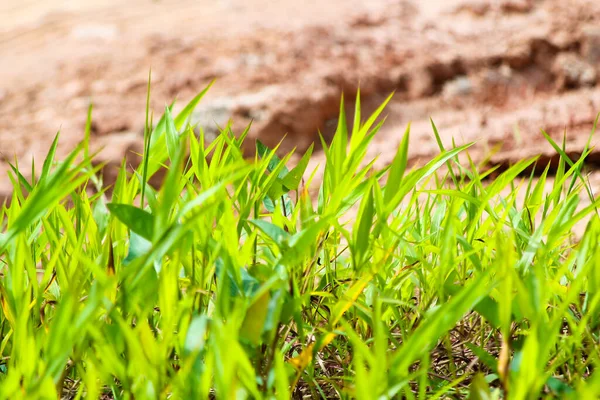 Nieuw Gras Groeit Rode Grond Kopieerruimte Milieugerelateerde Behoeften — Stockfoto