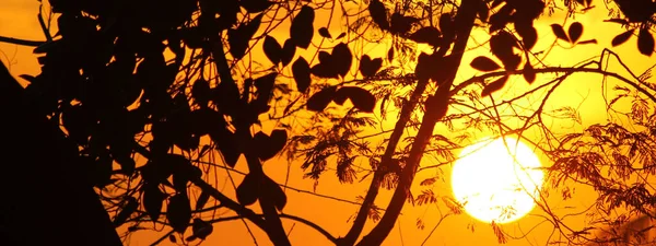 Silueta Árboles Hojas Atardecer Crepúsculo Naranja Espacio Copia Para Citas —  Fotos de Stock