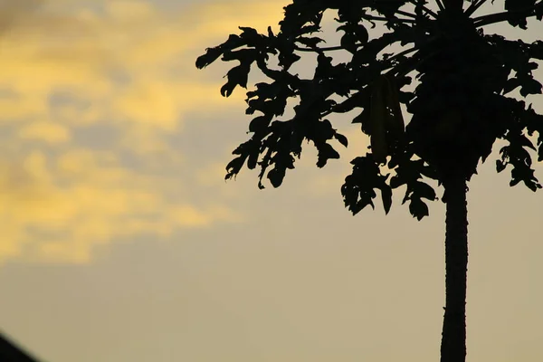 Silhueta Uma Árvore Mamão Com Fundo Céu Amarelo Claro Copiar — Fotografia de Stock