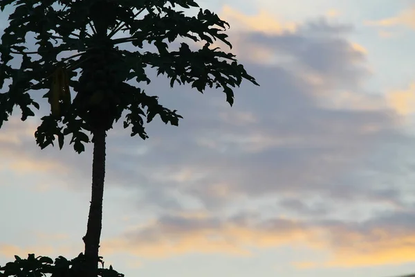 Silhueta Uma Árvore Mamão Frutífera Com Fundo Céu Leve Copiar — Fotografia de Stock