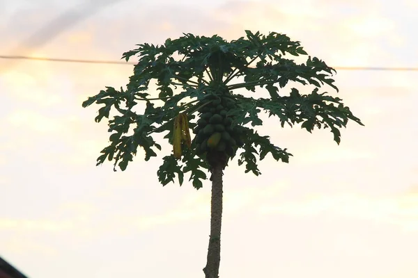 Ein Fruchtbarer Papayabaum Mit Einem Hellgelben Himmelshintergrund Kopierraum Und Bedürfnisse — Stockfoto