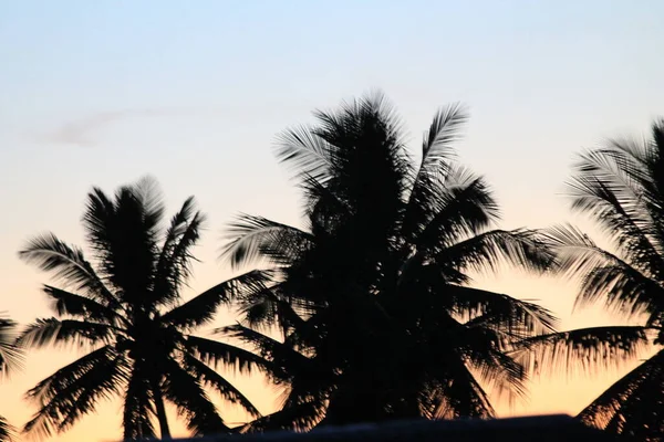 Силует Кокосового Дерева Сході Сонця Копіювання Простору Життєвих Цитат Відпусток — стокове фото
