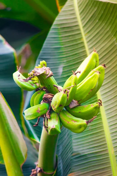 Багато Зелених Бананів Дереві Зелений Банановий Фрукт Висить Дереві Розмитим — стокове фото