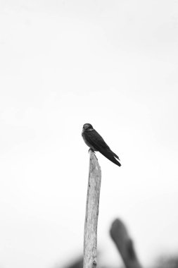 Kuş, ahşap bir sopanın ucuna tünemiş. siyah ve beyaz fotoğrafçılık