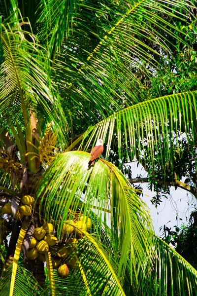 Кокосове Дерево Ореллю Копіювання Простору Дня Навколишнього Середовища Вітальних Листівок — стокове фото