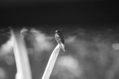 Uzun hindistan cevizi yaprakları. Tebrik kartları ve arkaplan için ortam günü için boşluk kopyala. 