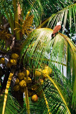 Hindistan cevizi ağaçları meyve verir, kartal yuvaları. Tebrik kartları ve arkaplan için ortam günü için boşluk kopyala. 