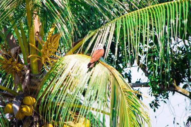 Kartal hindistan cevizi ağacı dalında avını arıyor. Tebrik kartları ve arkaplan için ortam günü için boşluk kopyala.