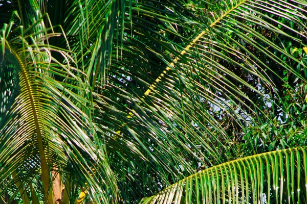 Hindistan cevizi ağacı yaprakları. Tebrik kartları ve arkaplan için ortam günü için boşluk kopyala. 