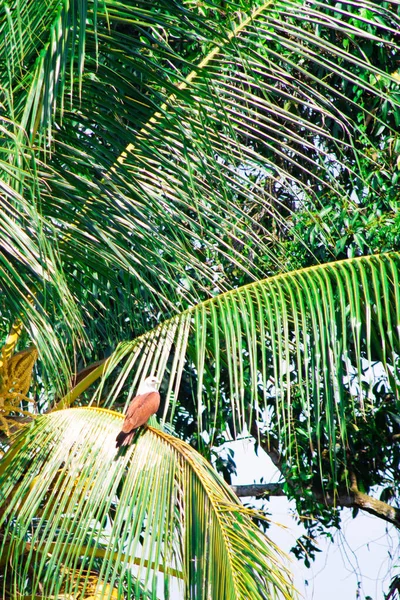 Кокосовій Гілці Сидить Орел Копіювання Простору Дня Навколишнього Середовища Вітальних — стокове фото