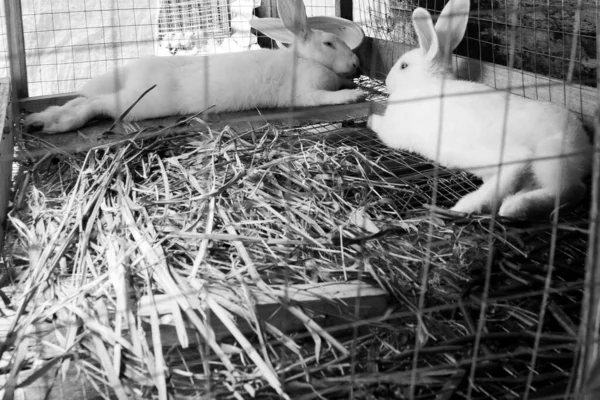 檻の中の草の中に白いウサギが2匹 — ストック写真