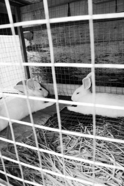 Kafeste Birbirine Bakan Iki Beyaz Tavşan — Stok fotoğraf