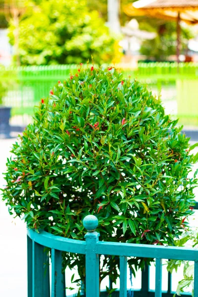 Bahçede bonsai şeklinde yeşil yapraklar. Tebrik kartları ve arkaplan için ortam günü için boşluk kopyala. 