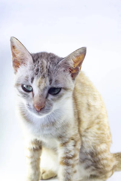 Gato Listrado Cinza Está Sentado Com Olhos Tristes Rosto Impaciente — Fotografia de Stock