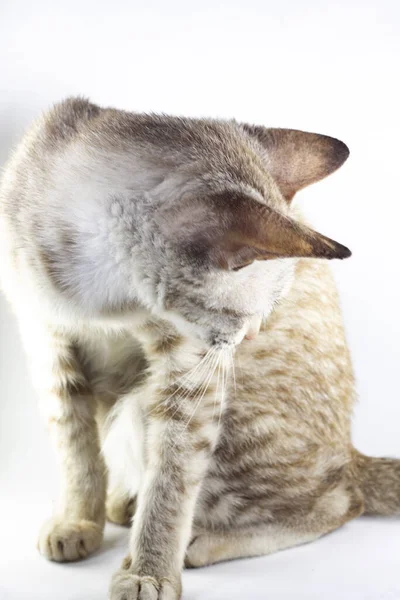 Серая Полосатая Кошка Сидит Смотрит Хвост Изолированном Белом Фоне Поведение — стоковое фото