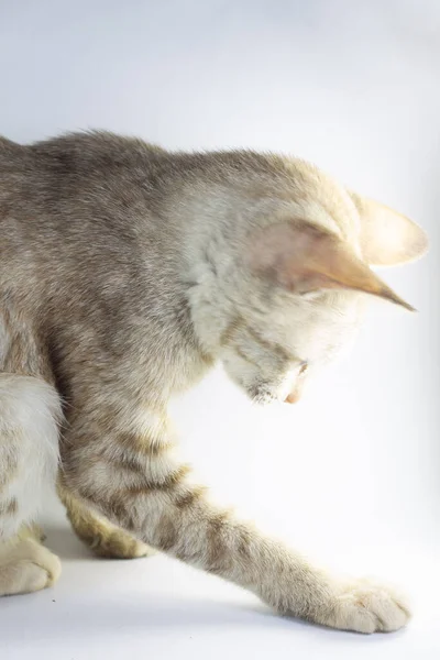 Gato Listrado Cinza Está Pegando Algo Sua Mão Fundo Branco — Fotografia de Stock