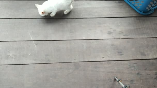 Білий Кіт Дуже Радий Їсти Темпе Улюблена Їжа Білої Кішки — стокове відео