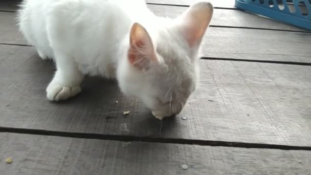 Vit Katt Äter Tempeh Terrassen Huset Full Vit Katt Cool — Stockvideo