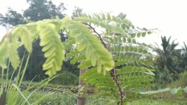 Genç demirhindi ağacı. Demirhindi yaprakları rüzgarda uçuşuyor.. 