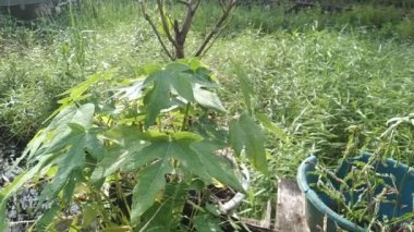 Rüzgarda savrulan genç papaya ağacı. Doğal hayat. Orijinal video. Renklendirme yok. Tarafsız video. 4K video görüntüleri. 