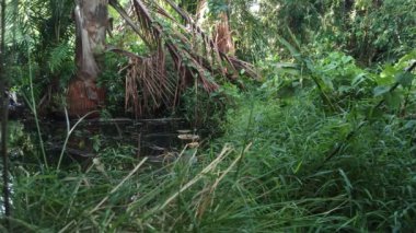 Ormandaki göle bakıyorum. Doğal hayat. Orijinal video. Renklendirme yok. Tarafsız video. 4K video görüntüleri. 