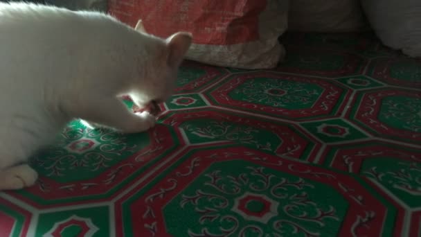 Gatito Blanco Comiendo Gato Doméstico Vídeo Original Sin Clasificación Color — Vídeos de Stock