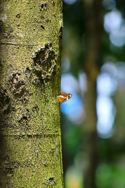 Bulanık bir geçmişi olan tahta bir ağaçta kelebek. Çevre, yeşillik, güzellik ve doğa için kopyalama alanı.