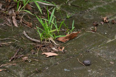 Asfalt yolun kenarında yeşil çimenler büyüyor. Çevre, yeşillik, güzellik ve doğa için kopyalama alanı.