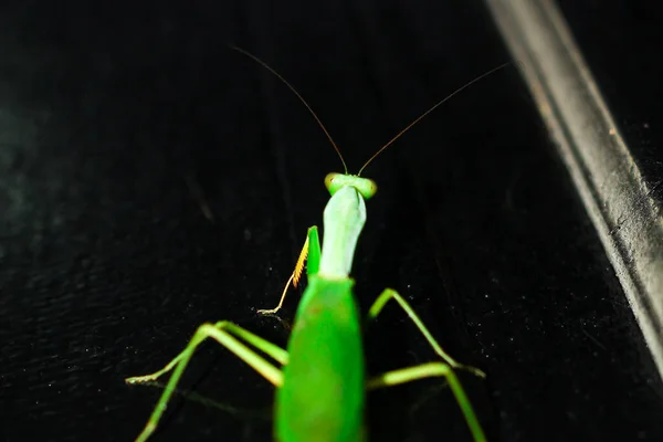 Bulanık bir arka planda peygamberdevesi duası. Vahşi yaşam, çevre, doğa, hayvan ve din için kopyalama alanı.