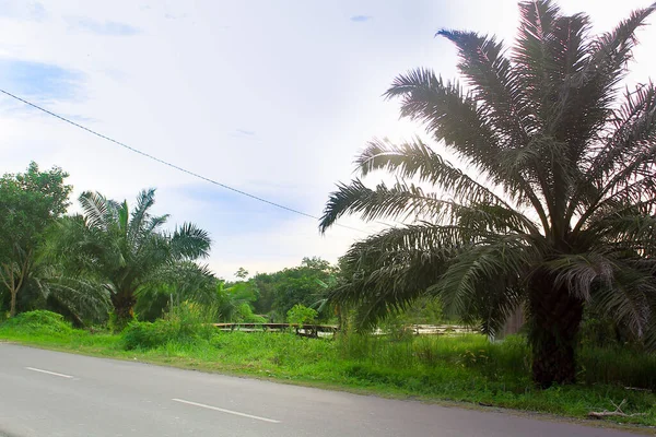 Palmbomen Aan Kant Van Weg Kopieer Ruimte Voor Milieu Groen — Stockfoto