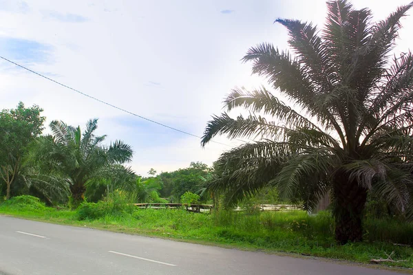 Des Palmiers Sur Bord Route Espace Copie Pour Environnement Verdure — Photo