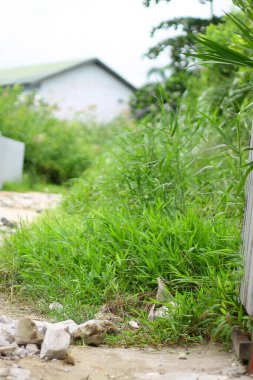 Doğal yeşil çimlerle dolu kırsalda bir ev. çevre günü, tebrik kartları, tasarım ve arkaplan için boşluk kopyala. 