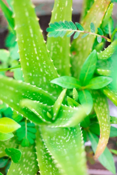 Aloe Vera Vagyok Háttér Aloe Növény Felülről Másolás Hely Környezet — Stock Fotó