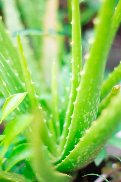 Aloe Vera Vagyok Háttér Aloe Növény Oldalról Másolás Hely Környezet — Stock Fotó