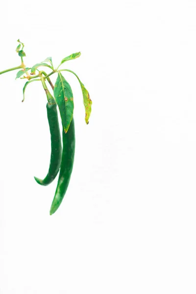 Capsicum annuum. Büyük yeşil biber. İzole edilmiş beyaz bir arka planda. Çevre, yeşillik, güzellik ve doğa için kopyalama alanı.