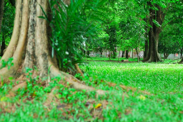 Vista Florestal Urbana Com Ambiente Verde Parque Florestal Sabilal Muhtadin — Fotografia de Stock